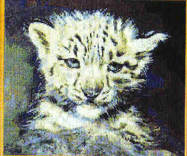 Baby Snow Leopard Pictures. Baby Snowleopard - Kustom